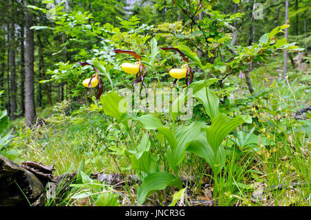 Gruppo di rara Lady's-pantofola orchidee (Cypripedium calceolus). Foto Stock