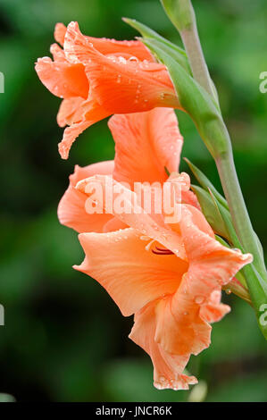 Gladiolus / (Gladiolus spec.) | Gladiole / (Gladiolus spec.) Foto Stock