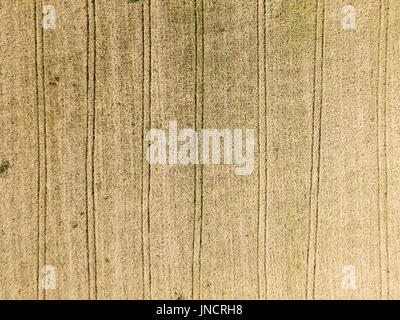 Antenna fuco vista di linee rette in Fattoria Campo di piantagione Foto Stock