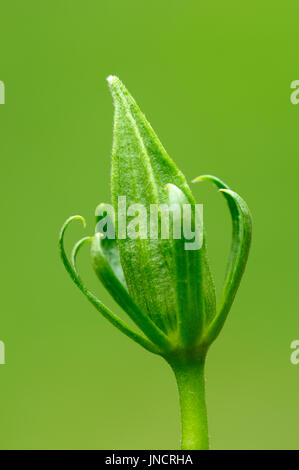 Ibisco cinese, bud / (Hibiscus rosa-sinensis) | Hibiskus, Bluetenknospe / (Hibiscus rosa-sinensis) Foto Stock