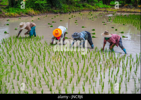 Gli agricoltori sono riso crescente nell'azienda agricola nelle zone rurali della Thailandia Foto Stock