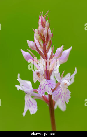 Common Spotted Orchid, parco nazionale di Berchtesgaden, Baviera, Germania / (Dactylorhiza fuchsii, Orchis fuchsii) Foto Stock