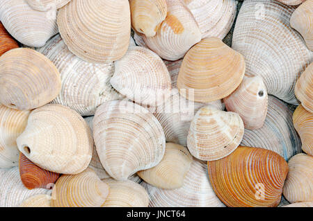 Venere conchiglie, Francia / (Chamelea gallina) | Gemeine Venusmuschel, Muschelschalen, Frankreich / (Chamelea gallina) Foto Stock