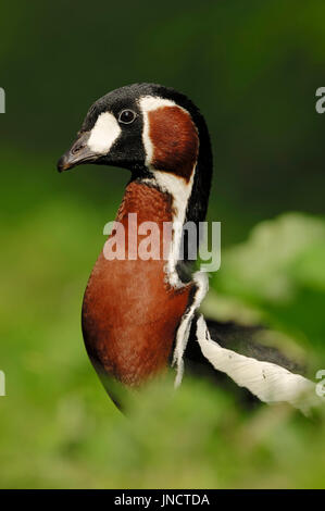 Red-breasted Goose / (Branta ruficollis) | Rothalsgans / (Branta ruficollis) Foto Stock