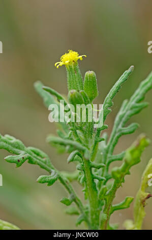 Common Groundsel, Texel, Paesi Bassi / (Senecio vulgaris) | Gewoehnliches Greiskraut, Texel, Niederlande Foto Stock