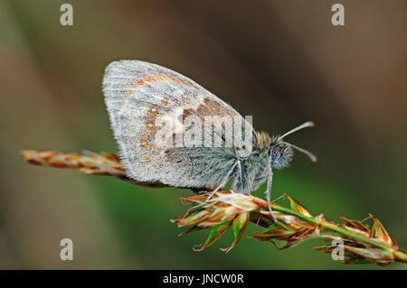 Small Heath Butterfly, Texel, Paesi Bassi / (Coenonympha pamphilus) | Kleiner Heufalter, Texel, Niederlande Foto Stock