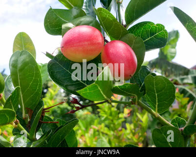 Puoi incontrarli in Thailandia. Foto Stock