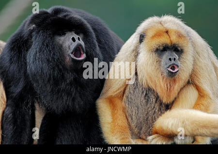 Nero scimmie urlatrici, maschio e femmina ruggente / (Alouatta caraya) Foto Stock