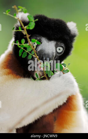 Incoronato Sifaka / (Propithecus coronatus, Propithecus verreauxi coronatus) Foto Stock