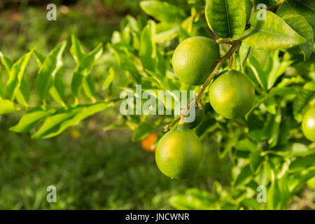 Il verde dei limoni crescono su un albero di limone in Martinica Foto Stock