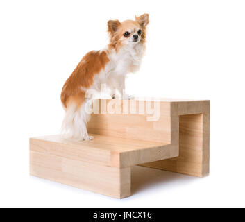Chihuahua e scale di fronte a uno sfondo bianco Foto Stock