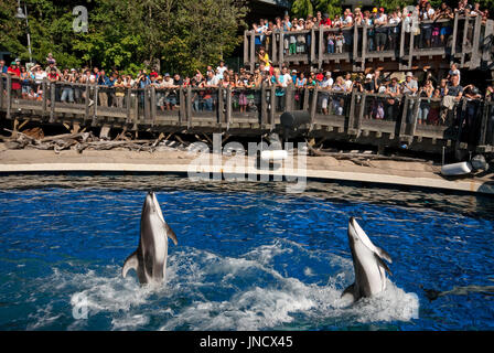 Spettacolo con delfini a Vancouver Aquarium di Stanley Park, Vancouver, Britisn Columbia, Canada Foto Stock