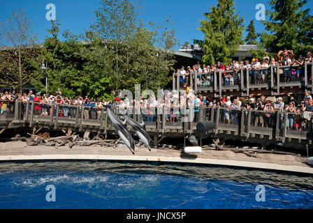 Spettacolo con delfini a Vancouver Aquarium di Stanley Park, Vancouver, Britisn Columbia, Canada Foto Stock