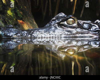 Un caimano nel fiume Foto Stock