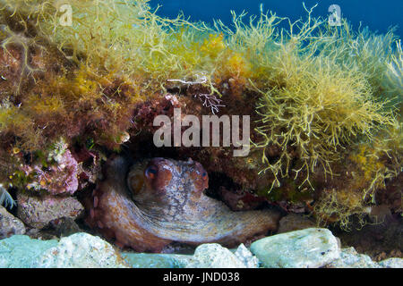 Un polpo comune (Octopus vulgaris) riparato in una piccola grotta nel Parco naturale di Ses Salines (Formentera, Mar Mediterraneo, Isole Baleari, Spagna) Foto Stock