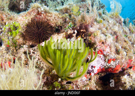 Alghe Codium (Codium vermilara) e ricci di mare viola (Paracentrotus lividus) nel Parco naturale di Ses Salines (Formentera, Mar Mediterraneo, Spagna) Foto Stock