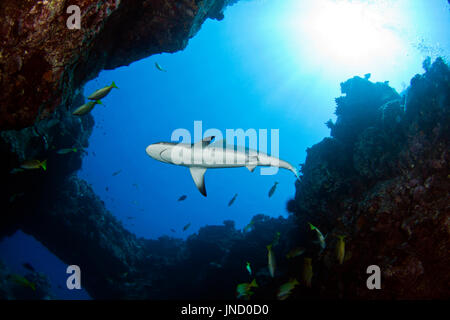 squalo grigio del reef Foto Stock