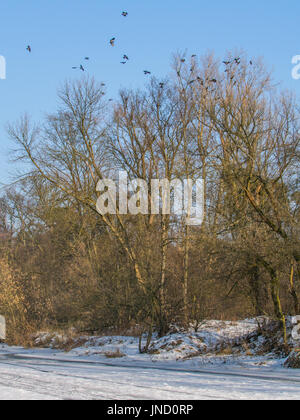 Tracce di sci sul fiume congelato swider in jozefow Foto Stock