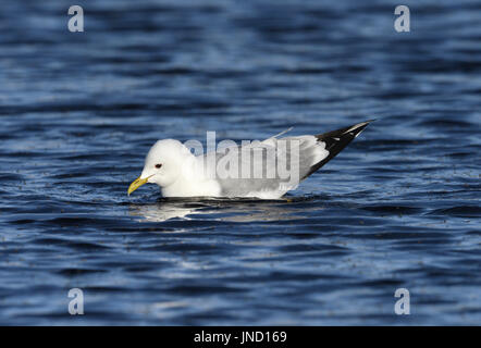 Gabbiano comune - Larus canus - alimentazione su moscerini emergenti, Arctic Norvegia Foto Stock