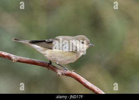 Giardino trillo - Sylvia borin Foto Stock