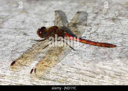 Foto macro di una libellula da vicino Foto Stock