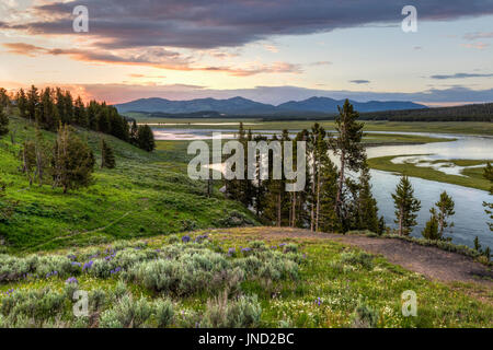 Una collina di fiori selvatici nella valle di Hayden con tramonto riflesso nel fiume Yellowstone nel Parco Nazionale di Yellowstone, Wyoming. Foto Stock