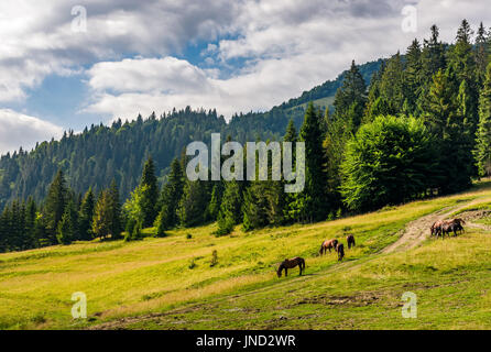 Cavalli al pascolo in prossimità della strada in una radura in corrispondenza del bordo della foresta Foto Stock