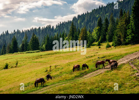 Cavalli al pascolo in prossimità della strada in una radura in corrispondenza del bordo della foresta Foto Stock