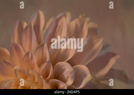 Dahlia canzone Foto Stock