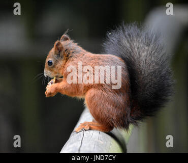 Red scoiattolo (Sciurus vulgaris) Foto Stock