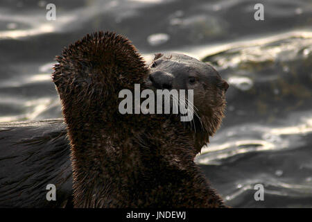 Una coppia di lontre di fiume vicino a Victoria's Inner Harbour, British Columbia Foto Stock