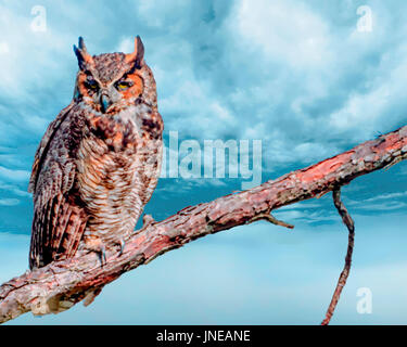 Grande Gufo cornuto appollaiato in un albero al tramonto Foto Stock