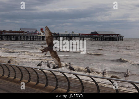 Blackpool, Lancashire, Regno Unito. 29 Luglio, 2017. Alta Marea vede Gabbiani seduti sul lungomare di ringhiere con molo centrale in background Credito: David Billinge/Alamy Live News Foto Stock