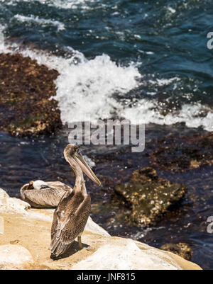 Brown Pelican permanente sulla scogliera che guarda al mare Foto Stock