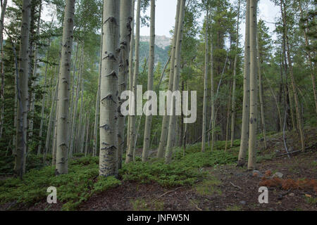 Alberi di Aspen in Colorado Foto Stock