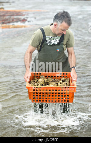 Oyster farm Kilcolgan, nella contea di Galway, luglio 2016. Lavoratore che trasportano le ostriche in scatola di plastica. Kellys ostriche è azienda di famiglia la vendita di ostriche e cozze. Foto Stock