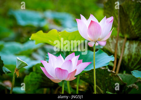 Rosa fiore di loto che fiorisce in piscina Foto Stock