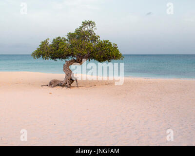 Iconico Divi Divi o fofoti albero su Eagle beach a sunrise e mattina su Aruba Foto Stock