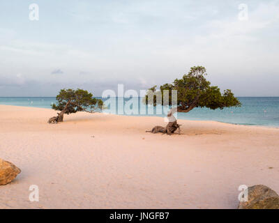 Divi o fofoti alberi su Eagle beach a sunrise e mattina su Aruba Foto Stock