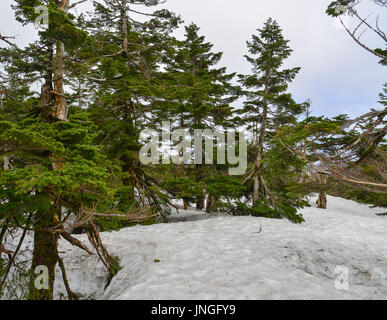 Alberi di pino sul Monte Iwate nel Tohoku, Giappone. Iwate-san (o, Monte Iwate) è tecnicamente un vulcano attivo un po' a nord di Morioka. Foto Stock