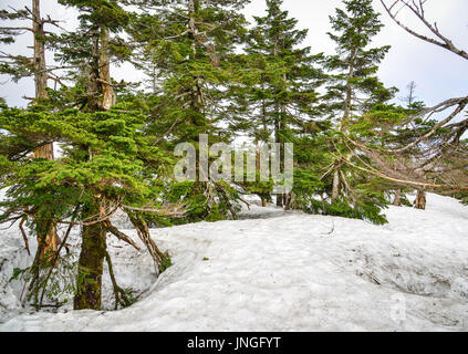 Alberi di pino sul Monte Iwate nel Tohoku, Giappone. Iwate-san (o, Monte Iwate) è tecnicamente un vulcano attivo un po' a nord di Morioka. Foto Stock