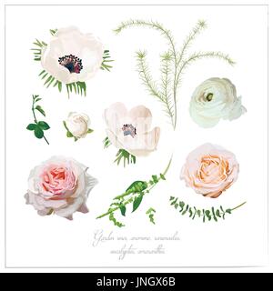 Gli elementi del vettore di raccolta dei fiori di rosa bianco giardino di rose e bud, Anemone, Ranunculus Amaranthus fiori stagionali piante verdi, erbe aromatiche. Vettore varia Illustrazione Vettoriale