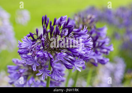 Agapanthus 'Midnight Star' Fiori. Foto Stock