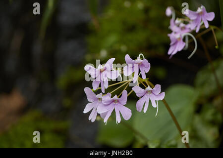 Wild fiori rosa su umido le zone rocciose in Kerala forest Foto Stock