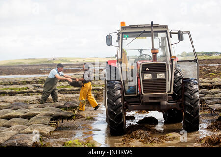 Oyster farm Kilcolgan, nella contea di Galway, luglio 2016. Il trattore che trasportano le ostriche in sacchetti di metallo. Kellys ostriche è azienda di famiglia la vendita di ostriche e cozze. Foto Stock