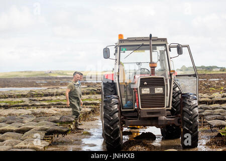 Oyster farm Kilcolgan, nella contea di Galway, luglio 2016. Il trattore che trasportano le ostriche in sacchetti di metallo. Kellys ostriche è azienda di famiglia la vendita di ostriche e cozze. Foto Stock