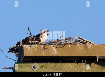 Osprey in nido Foto Stock