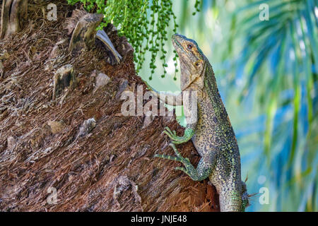 Lizard oltre il tronco Foto Stock