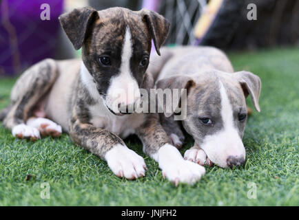 Due pedigree dei cuccioli Whippet‎ sull'erba Foto Stock