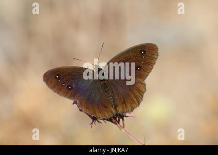 Close-up di grande fuligginosa satiro butterfly (Satyrus ferula) basking aperto su di fiori selvaggi nelle Alpi francesi Foto Stock